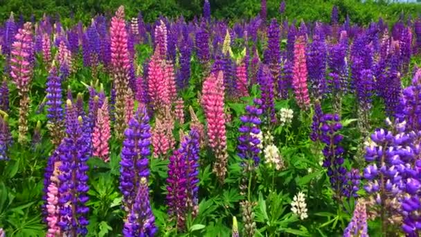 Ett fält av blommande lupinblommor - Lupinus polyphyllus - trädgård eller foderväxt — Stockvideo