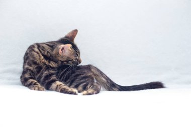 Beyaz arka planda yatan küçük kömür bükücü kedicik. Boşluğu kopyala.