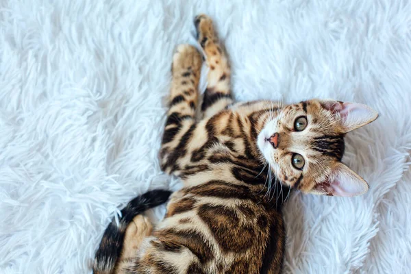 Bengal Cat Laying White Background Copy Space — Stock Photo, Image