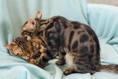 Kömür ve altın rengi Bengal kedileri mavi arka planda birbirlerini yalıyor ve yıkıyorlar..
