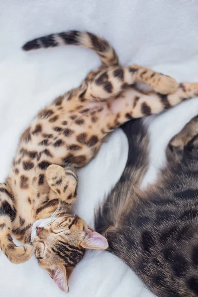 Dvě Roztomilá Bengálská Koťátka Spící Bílém Pozadí — Stock fotografie
