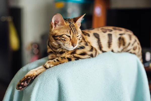 Närbild Bengal Kitty Ryggstödet Fåtölj Täckt Med Blått Lock Hemma — Stockfoto
