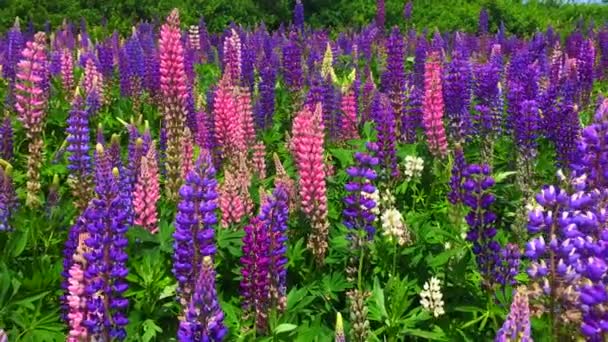 A field of blooming Lupine flowers - Lupinus polyphyllus - garden or fodder plant — Stock Video