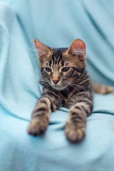 Petit Chat Bengale Charbon Bois Posant Relaxant Sur Fond Bleu — Photo