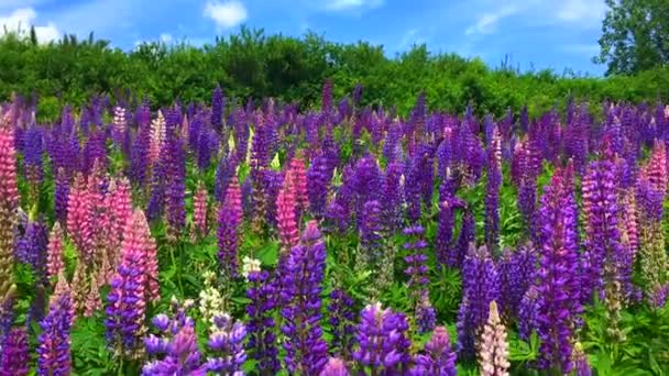 Pole kwitnących kwiatów łubinu - Lupinus polyphyllus - ogród lub pasza — Wideo stockowe