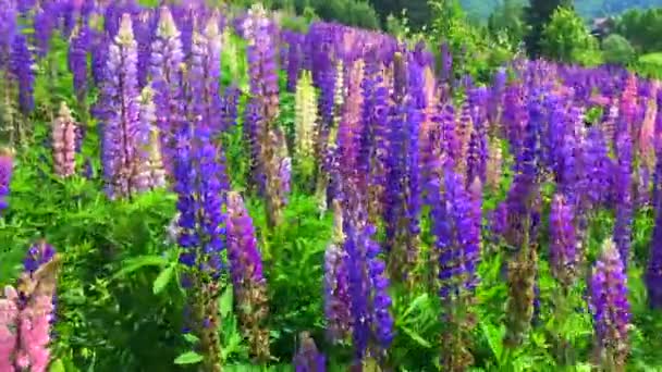 Un campo di fiori di Lupino in fiore - Lupinus polyphyllus - pianta da giardino o da foraggio — Video Stock