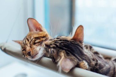 İki sevimli Bengal kedisi altın ve korokömür rengi kedinin penceresinde uzanıyor ve birbirlerini sevip yıkıyorlar. Penceredeki kedi için güneşli koltuk. Geniş açı fotoğrafı