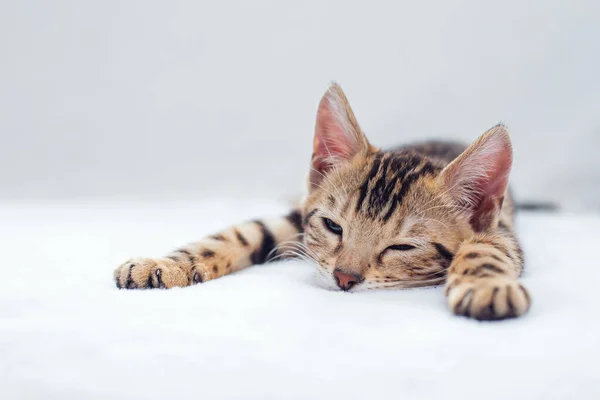 Μικρή Γάτα Της Βεγγάλης Ξαπλωμένη Στο Λευκό Φόντο Αντιγραφή Χώρου — Φωτογραφία Αρχείου