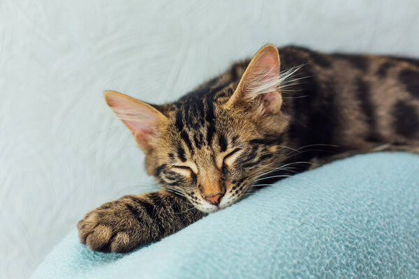 Little charcoal bengal cat laying and relaxing on the blue background.