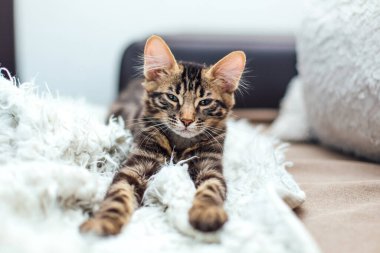 Küçük kömür uzun saçlı Bengal kedicik beyaz battaniyeye uzanıyor..