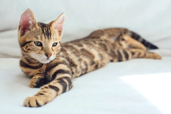 Pequeno Gatinho Bengala Deitado Fundo Branco Espaço Cópia — Fotografia de Stock