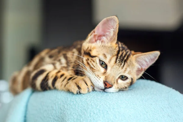 Närbild Liten Bengal Kitty Ryggstödet Fåtölj Täckt Med Blått Omslag — Stockfoto