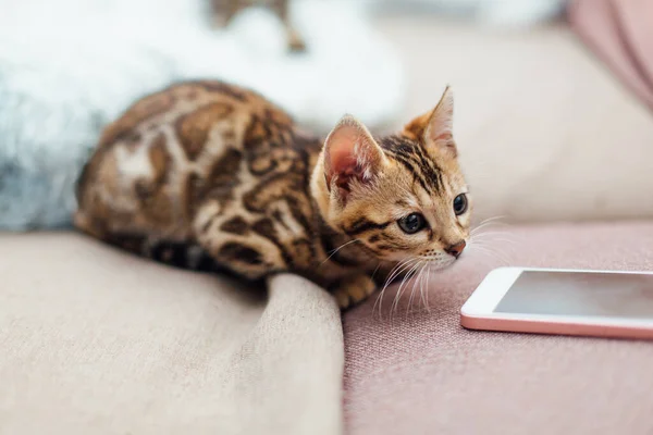 Niedliche Bengal Kätzchen Spielen Auf Der Couch Neben Handy Drinnen — Stockfoto