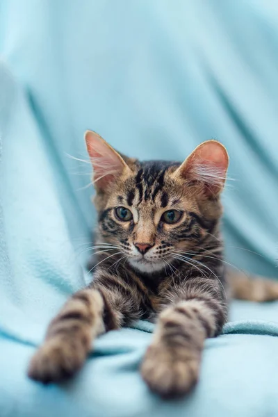 Liten Träkol Bengal Katt Och Avkopplande Den Blå Bakgrunden — Stockfoto