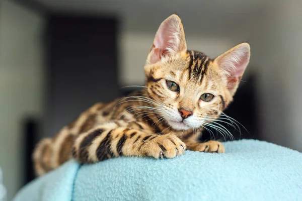 Närbild Liten Bengal Kitty Ryggstödet Fåtölj Täckt Med Blått Omslag — Stockfoto