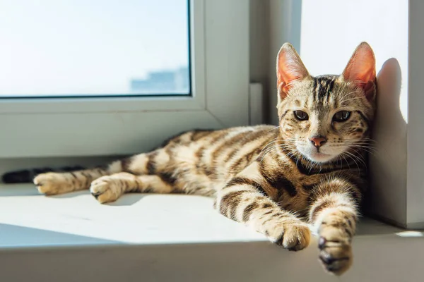 Мила Золота Котяча Кішка Лежить Підвіконні Розслабляється Стокова Картинка
