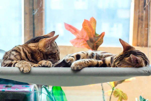 Dwa Słodkie Bengalskie Kociaki Leżące Oknie Kota Relaksujące Słoneczne Siedzenie — Zdjęcie stockowe