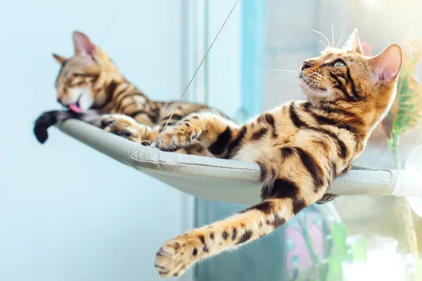 Dwa Słodkie Bengalskie Kociaki Leżące Oknie Kota Relaksujące Słoneczne Siedzenie — Zdjęcie stockowe