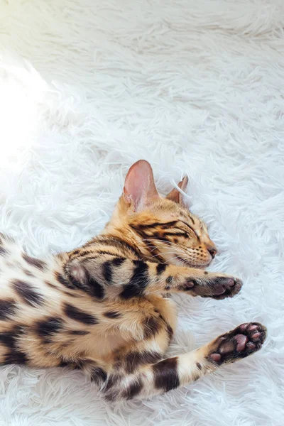 Liten Bengalisk Kitty Och Sover Den Vita Bakgrunden — Stockfoto