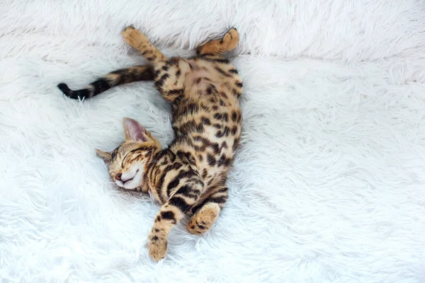 Pequeno Gatinho Bengala Deitado Fundo Branco Espaço Cópia — Fotografia de Stock