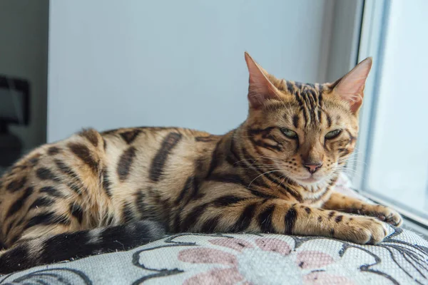 Söt Gyllene Bengal Kattunge Ligger Fönsterbrädan Och Avkopplande — Stockfoto