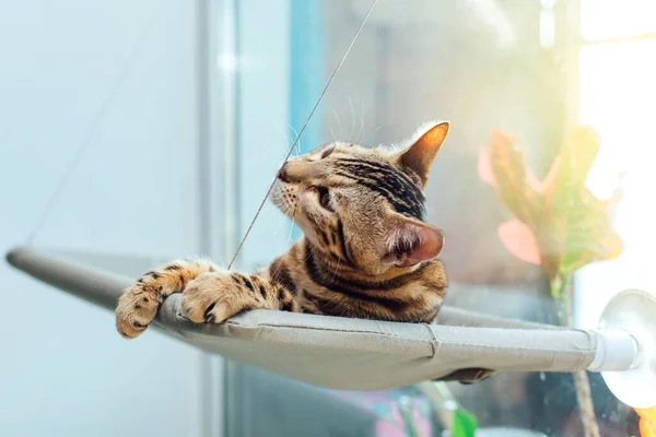 Cute little bengal kitty cat laying on the cat\'s window bed watching on the room. Sunny seat for cat on the window.