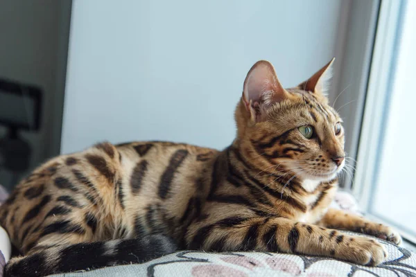 Söt Gyllene Bengal Kattunge Ligger Fönsterbrädan Och Avkopplande — Stockfoto