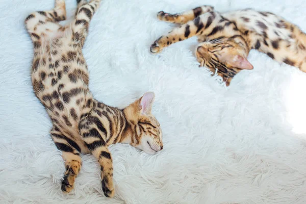 Dos Gatos Bengala Tendidos Sobre Fondo Blanco Copiar Espacio — Foto de Stock