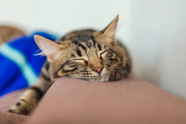Niedliche Bengal Kätzchen Liegt Auf Der Couch Haus — Stockfoto