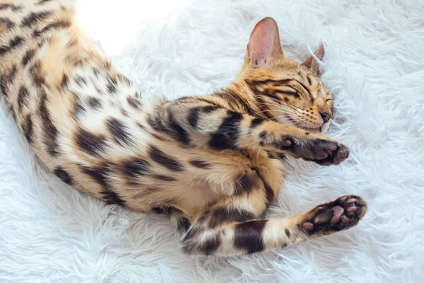 Liten Bengalisk Kitty Och Sover Den Vita Bakgrunden — Stockfoto