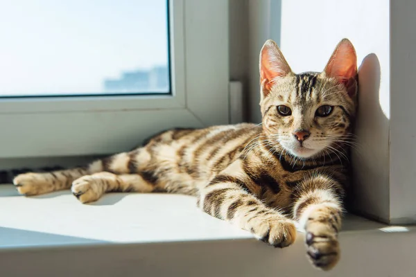 かわいいです黄金の優しい猫は 窓の上に横たわってリラックス — ストック写真