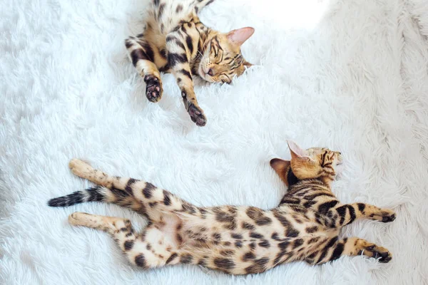 Dvě Bengálské Kočky Ležící Bílém Pozadí Kopírovat Prostor — Stock fotografie