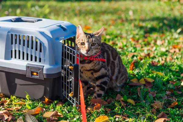 Lindo Gatito Bengala Pequeño Gato Sentado Aire Libre Junto Portador — Foto de Stock