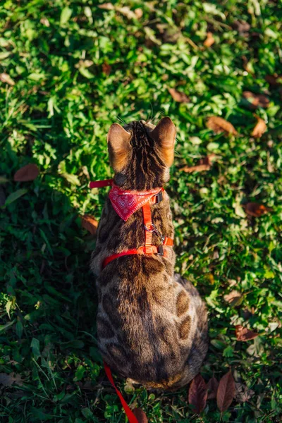 可爱的小野猫在秋天的落叶和绿草上散步 Pussycat与乳房带在户外散步 — 图库照片