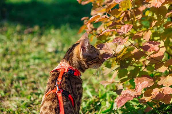 可愛い小さな優しい子猫猫が秋の黄色のカエデの木の近くを歩いています — ストック写真