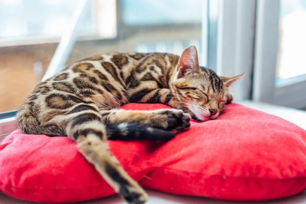Cute Golden Bengal Kitty Cat Laying Red Pillow Windowsill Relaxing — Stock Photo, Image