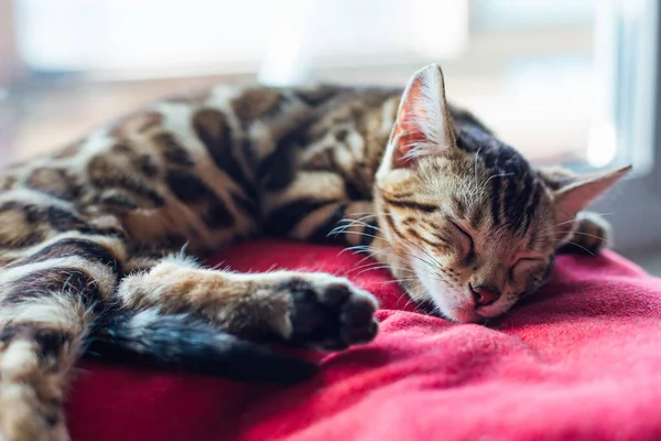Lindo Dorado Bengala Gatito Gato Tendido Rojo Almohada Windowsill Relajante — Foto de Stock