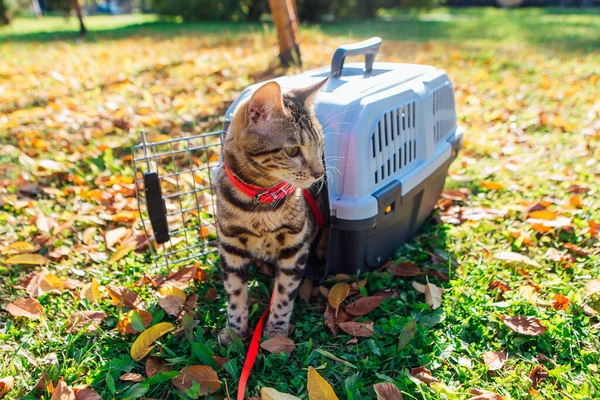 Söt Liten Bengal Kattunge Sitter Utomhus Bredvid Husdjur Bärare Solig Royaltyfria Stockfoton