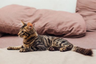 Şirin Bengal kedisi kanepede uzanıyor..