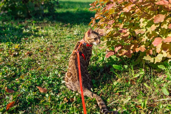 Mignon Petit Chat Bengale Marchant Extérieur Près Érable Jaune Automne — Photo