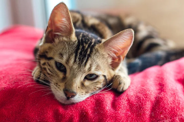 窓の上に赤い枕の上に寝そべってリラックスしたかわいい黄金の優しい猫 — ストック写真
