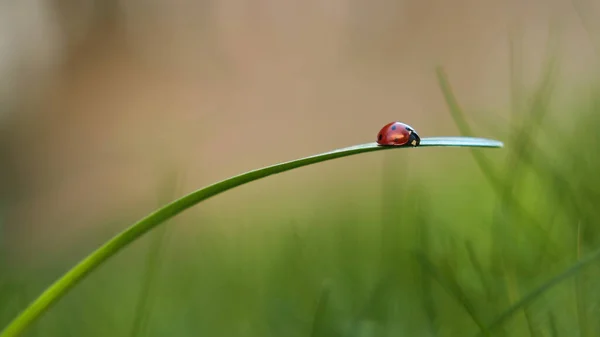 Mariquita Hierba — Foto de Stock