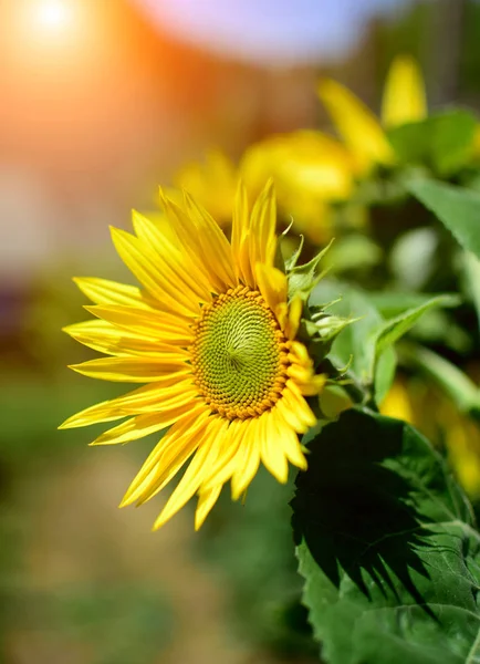 Détail Tournesol Dans Jardin Été Avec Des Reflets Soleil — Photo