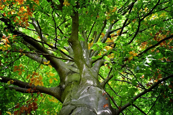 Detail Einer Alten Eiche Sommer Blätter — Stockfoto