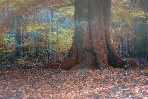 Vieux Chêne Dans Forêt Brouillard Automne — Photo
