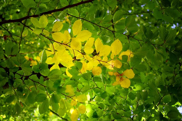 Detail der grünen Blätter im Herbstwald — Stockfoto