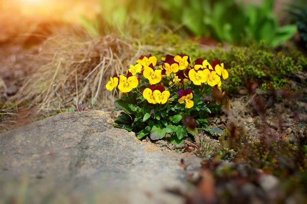 รายละเอียดของดอกไม้สีเหลืองในสวนหิน — ภาพถ่ายสต็อก