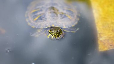 Sudaki kaplumbağanın detayı. Trakemler scripta elegans.