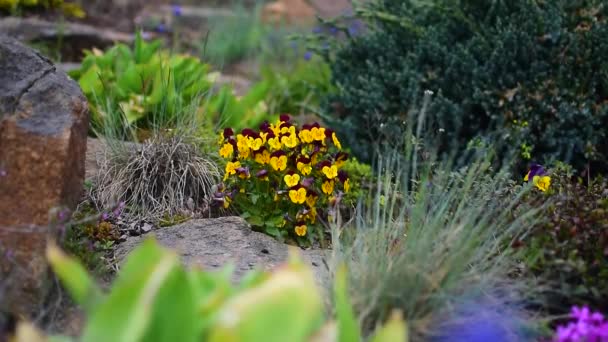 Viola Wittrockiana Blumen Einem Garten Bewegen Sich Wind Nahaufnahme Detail — Stockvideo
