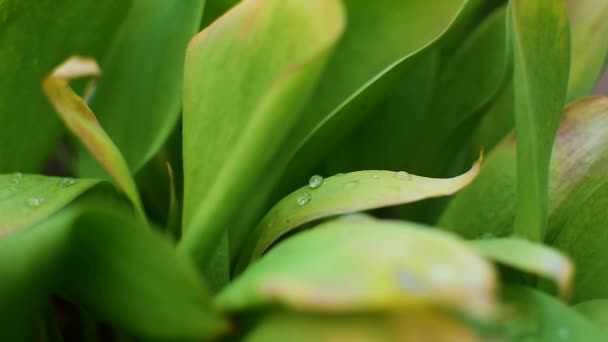Macro shot de feuilles vertes avec des gouttes d'eau de rosée dessus. Pluie, forêt, pureté .